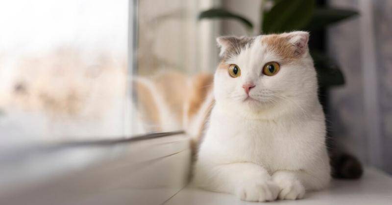 7 Nutrisi yang Dibutuhkan dalam Makanan Kucing, Wajib Diperhatikan